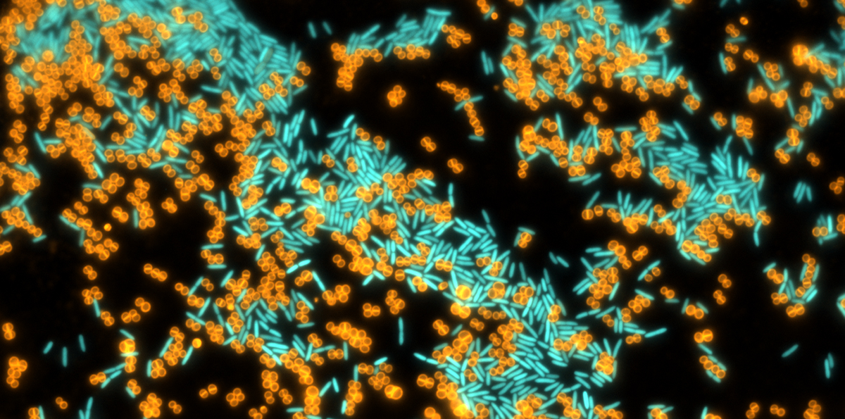 Institute of Microbiology